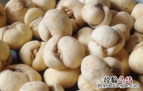 浙贝母的功效与作用及用量 浙贝母的功效与作用