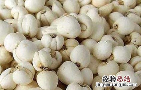 平贝母的功效与作用 川贝母的功效与作用