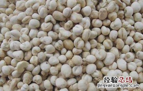 平贝母的功效与作用 川贝母的功效与作用