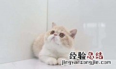 小猫咪第一次驱虫是什么时候 小猫第一次驱虫有什么反应嘛