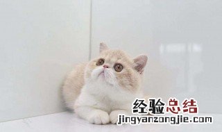 小猫咪第一次驱虫是什么时候 小猫第一次驱虫有什么反应嘛