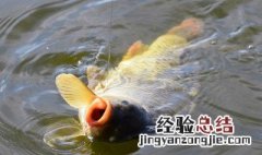 开春钓鱼钓深还是浅 什么时候适合钓深