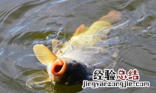 开春钓鱼钓深还是浅 什么时候适合钓深