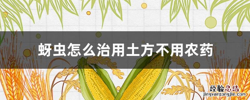 蚜虫怎么治用土方不用农药 蚜虫土办法怎么治