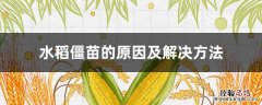 水稻缺少什么元素易引起僵苗 水稻僵苗的原因及解決方法