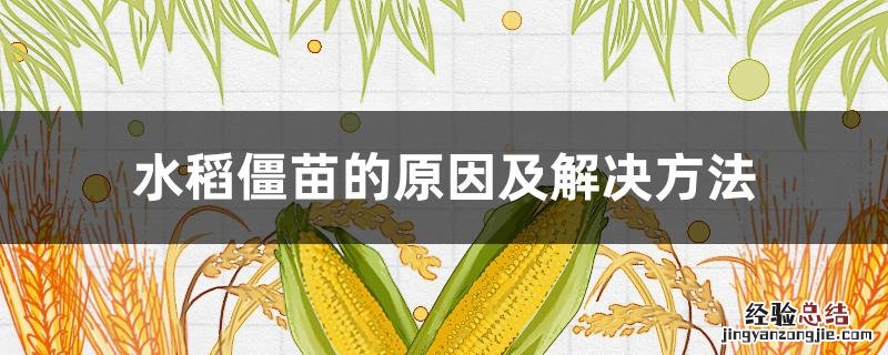 水稻缺少什么元素易引起僵苗 水稻僵苗的原因及解決方法
