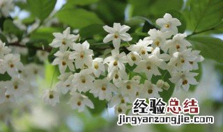 安息香的营养价值 安息香的作用