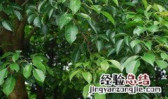 樟脑的功效与作用点 樟脑的营养价值