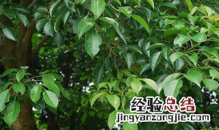 樟脑的功效与作用点 樟脑的营养价值