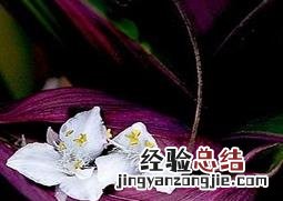 蚌花的副作用 蚌花的功效作用和食用方法