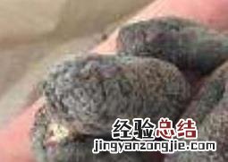 乌枣参的功效与作用 乌枣功效和作用