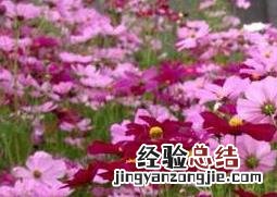 波斯菊种子怎么种植 波斯菊种子怎么种