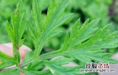 艾叶水的功效与作用 艾叶水给宝宝洗澡的功效与作用