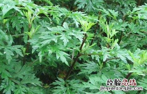 艾叶水的功效与作用 艾叶水给宝宝洗澡的功效与作用