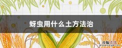 蔬菜蚜虫用什么土方法治 蚜虫用什么土方法治