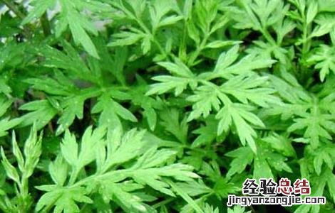 艾叶有什么副作用 艾叶有什么副作用和禁忌