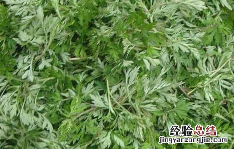 艾叶有什么副作用 艾叶有什么副作用和禁忌