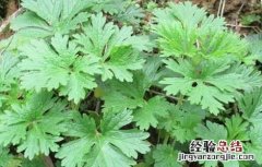 艾叶有什么副作用 艾叶有什么副作用和禁忌
