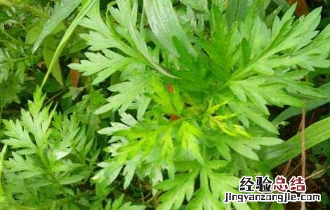 艾叶有什么副作用 艾叶有什么副作用和禁忌