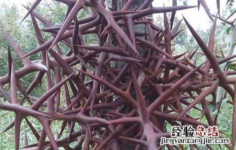 皂角刺的功效与作用 皂角刺的功效与作用的功能与主治