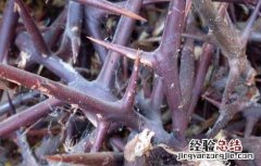 皂角刺的功效与作用 皂角刺的功效与作用的功能与主治