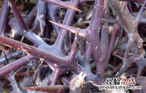 皂角刺的功效与作用 皂角刺的功效与作用的功能与主治