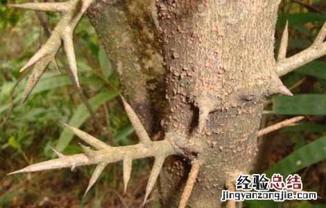 皂角刺的功效与作用 皂角刺的功效与作用的功能与主治