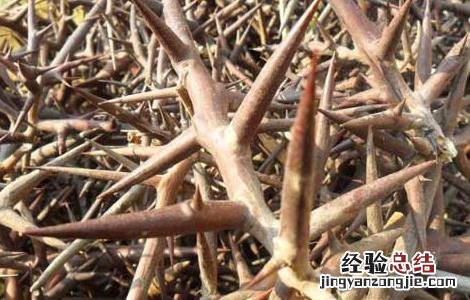 皂角刺的功效与作用 皂角刺的功效与作用的功能与主治