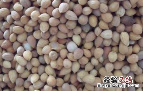 郁李仁的功效与作用图片 郁李仁的功效与作用
