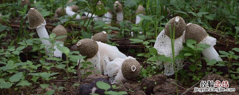 竹荪生长在哪里 竹荪生长在什么地方