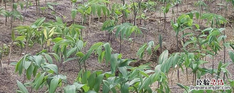 黄精地用什么除草剂对黄精成长没有影响? 黄精地用什么除草剂