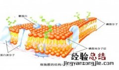 细胞膜蛋白的特点和作用 细胞膜蛋白的主要功能