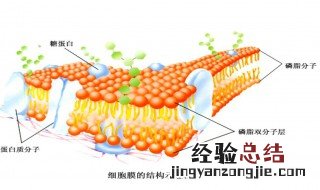 细胞膜蛋白的特点和作用 细胞膜蛋白的主要功能