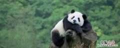 熊猫属于什么科 熊猫属于什么科类