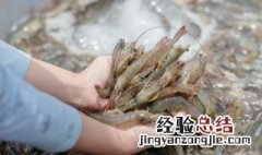 炸小虾的做法视频教程 炸小虾的做法