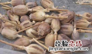 米壳的功效与作用 高粱米壳的功效与作用
