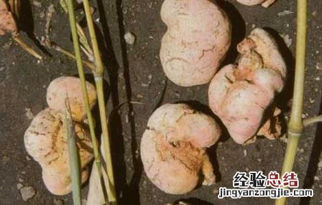 竹黄的功效与作用 竹黄的功效与作用的功能与主治