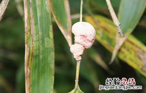 竹黄的功效与作用 竹黄的功效与作用的功能与主治
