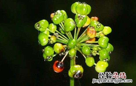 竹节参的功效与作用 竹节参的功效与作用图片