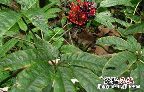竹节参的功效与作用 竹节参的功效与作用图片