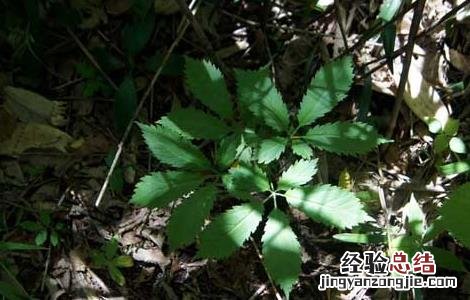 竹节参的功效与作用 竹节参的功效与作用图片