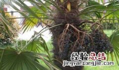 棕树芯功效与作用 棕树芯功效与作用图片