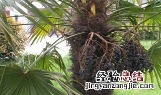 棕树芯功效与作用 棕树芯功效与作用图片