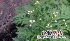鲜艾草泡水的功效和作用及禁忌 鲜艾草泡水的功效和作用