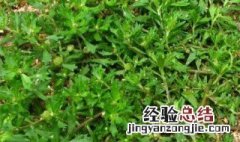 芝草泡水喝的功效作用是什么 芝草泡水喝的功效作用