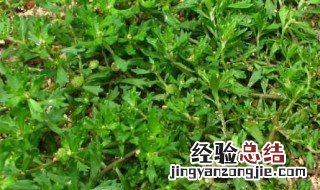 芝草泡水喝的功效作用是什么 芝草泡水喝的功效作用