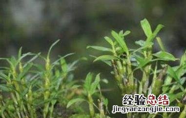 金钗石斛的功效与作用 金钗石斛花的功效与作用