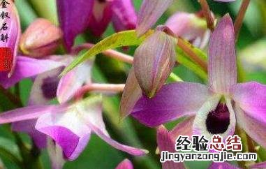 金钗石斛的功效与作用 金钗石斛花的功效与作用