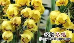 怎样养好大花蕙兰 怎样养好大花蕙兰盆栽