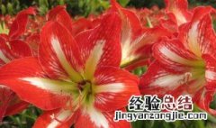 朱顶红的花有什么作用 朱顶红?